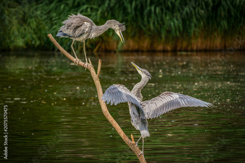 Foto Grey Herons Interacting on a Branch Above the Water