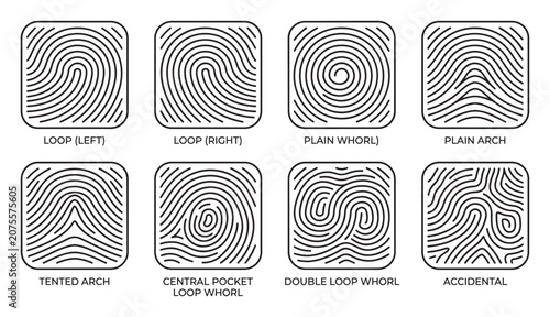 Fingerprint patterns types classification loop whorl arch accidental for forensic science.
