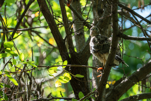 Schilderij op canvas A close-up shot of a young Eurasian sparrowhawk (Accipiter nisus) fledgling perched on a branch amid dense green foliage