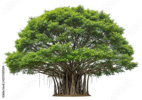 Large banyan tree with aerial roots, sprawling branches, dense green foliage, tropical plant icon, natural wonder, isolated on transparent background for environmental design.