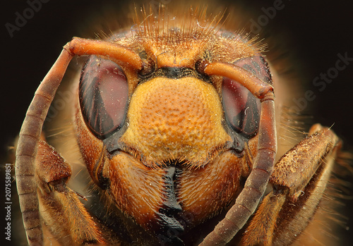 Preserved hornet head
