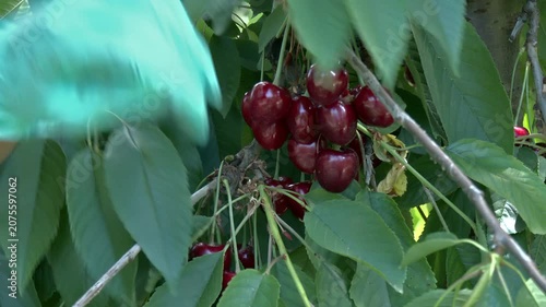 Harvesting Ripe Cherries in the Orchard; Pickers hand-pick ripe cherries in an orchard