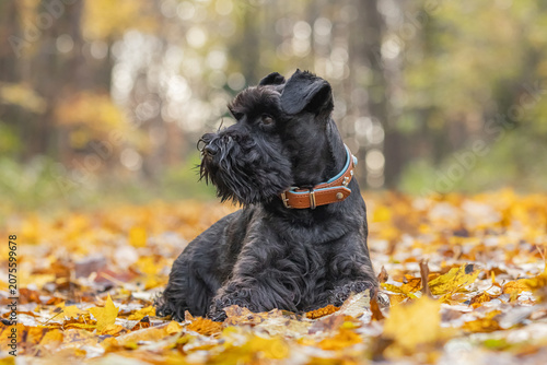 Miniature schnauzer dog