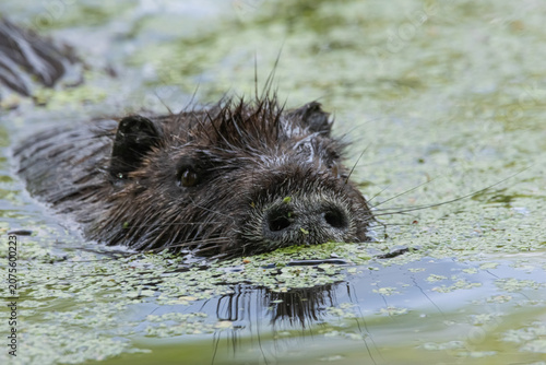 otter on the water