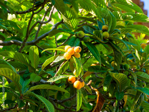 Foto Japanese Loquat (Eriobotrya x japonica)