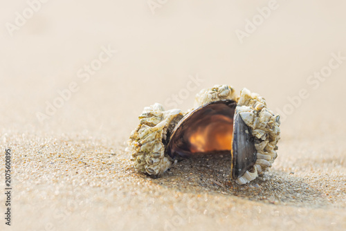 Shell on the sand