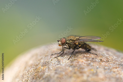 Close up of a fly