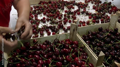 Cherries are being sorted for the market; Workers in an orchard sort freshly picked cherries