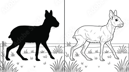 Photos Patagonian Mara Set with Walking Pose Black Silhouette and Detailed Outline Drawing in Minimalist Flat Vector Style