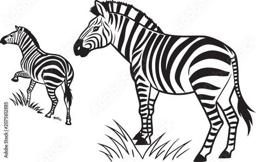 zebra vector illustration