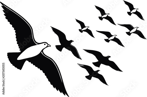 birds in flight