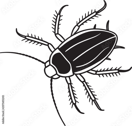 black beetle isolated on white