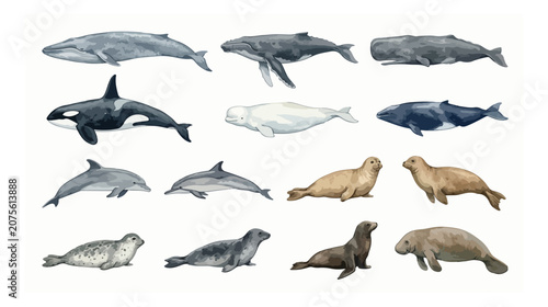 Watercolor marine mammal collection, 14 aquatic animal vector illustrations, realistic whale and dolphin set, ocean life icons for educational posters