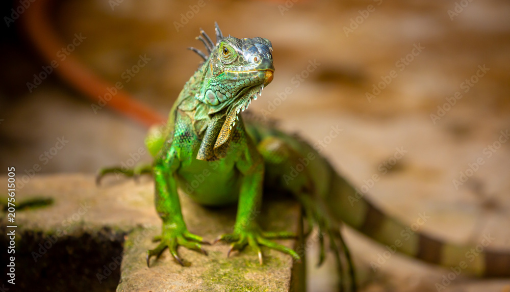 Obraz premium A close-up of an iguana. A beautiful, multicolored lizard with vibrant, colorful skin. An exotic, tropical animal.