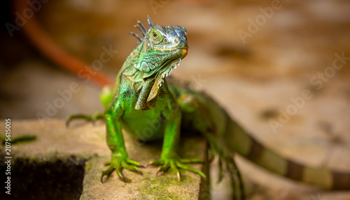 Foto A close-up of an iguana
