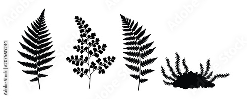 Fern Leaf Silhouette Set Botanical Foliage Vector Collection