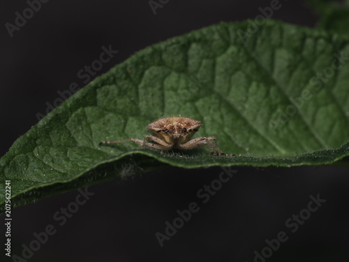 Canvas Print Una chinche escudo (familia Pentatomidae) de cuerpo velludo y tonos pardos avanz