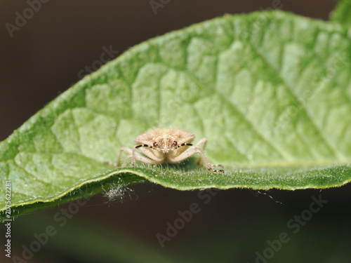 Konstfotografi Una chinche escudo (familia Pentatomidae) de cuerpo velludo y tonos pardos avanz