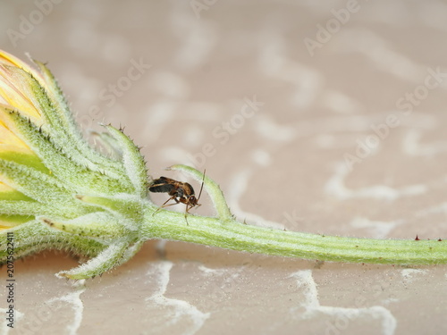 Obraz na płótnie Un pequeño chinche de las plantas (Hemiptera) camina sobre el cáliz y el tallo pubescente de un capullo de flor, destacando su cuerpo estilizado bajo una nítida aproximación macro