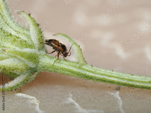 Obraz na płótnie Un pequeño chinche de las plantas (Hemiptera) camina sobre el cáliz y el tallo pubescente de un capullo de flor, destacando su cuerpo estilizado bajo una nítida aproximación macro