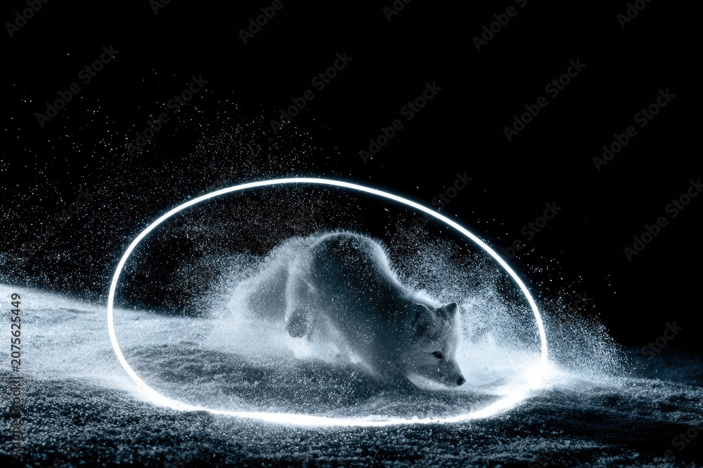 Fototapeta premium Arctic fox pounces into a snowbank to catch its prey. Snow particles glow white in the dark as the fox leaps through the cold landscape.