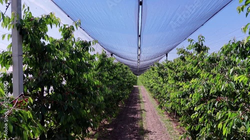 Flying through a modern cherry orchard under protective nets
