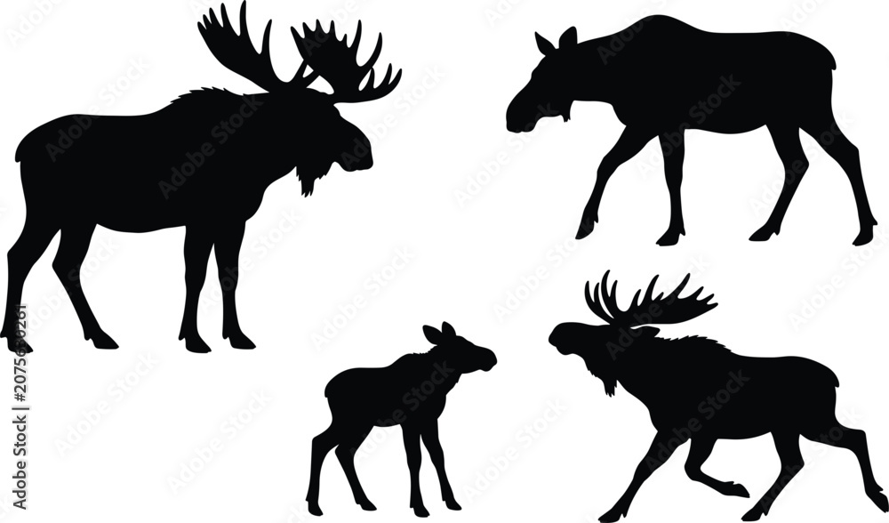 Fototapeta premium Wild moose silhouette vector collection featuring bull moose with large antlers cow and calf in active poses
