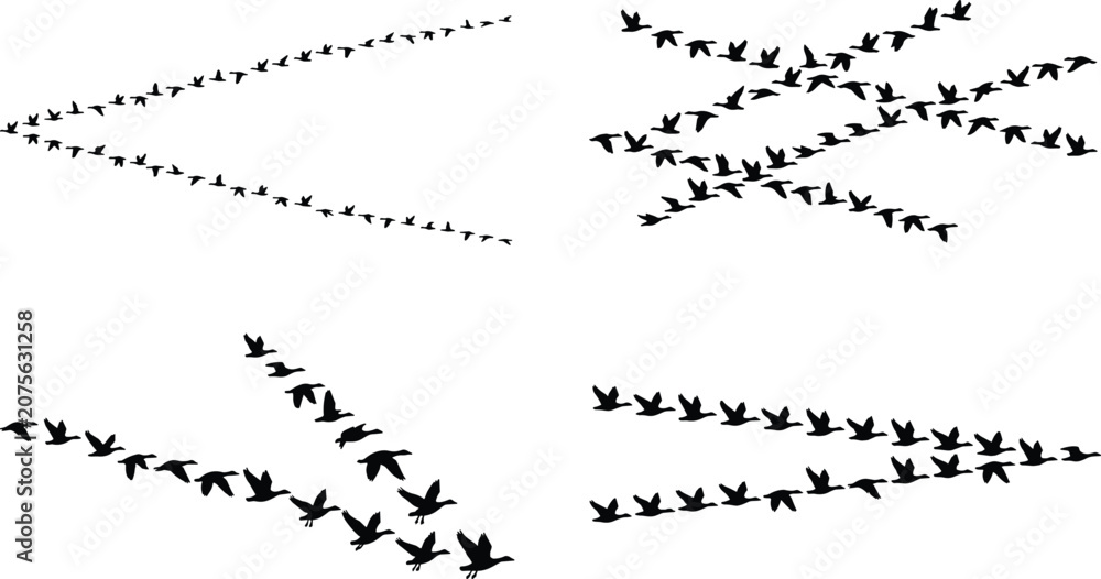 Fototapeta premium Flock of migratory birds flying silhouette vector set featuring wild geese ducks in v formation sky pattern