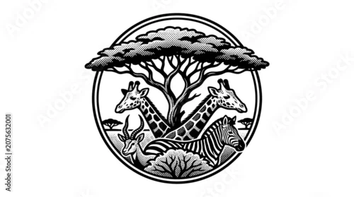 Obraz Black and white giraffe zebra illustration.