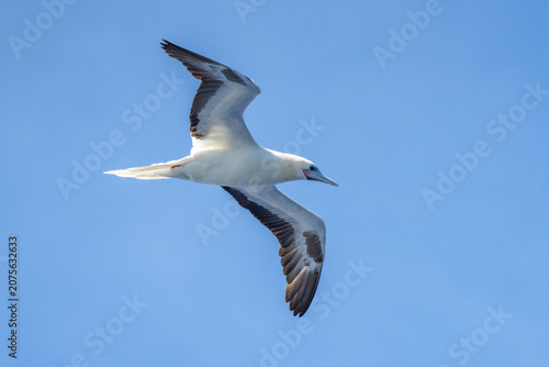 Photos Red-footed booby (Sula sula) in flight at Ascension Island