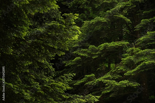 A close-up of fresh green pine branches. A detailed macro shot of bright, light-green young shoots on spruce or fir branches in a sunny forest.