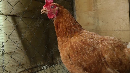 Close-up of a brown hen clucking or yawning while opening its mouth. 