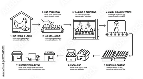 Egg Production and Distribution Process Infographic - From Farm to Store