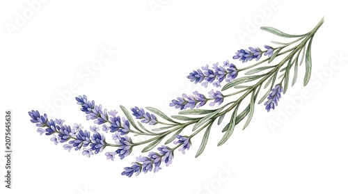 Lavender Branch with Purple Flowers on White Background