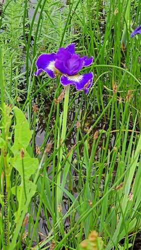 blue iris flower in the lake