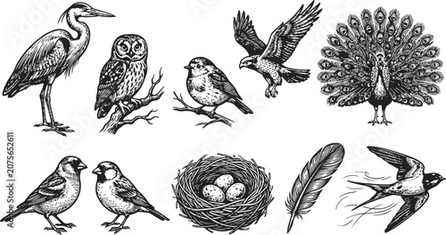 A collection of diverse birds in flight and perched rendered in a detailed engraving vintage style for natural history illustration