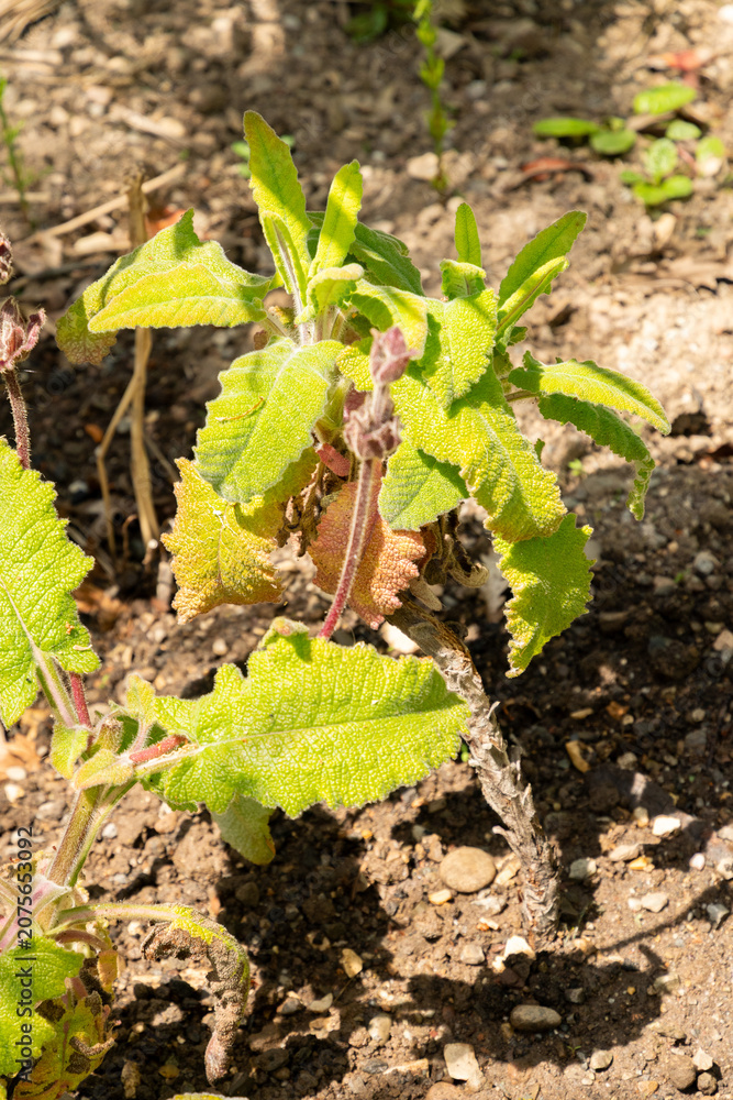 Naklejka premium California hummingbird sage or Salvia Spathacea plant in Zurich in Switzerland 21.5.2026
