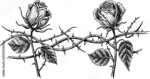 Two roses with thorny stems in an engraving vintage style representing love's challenges during a dramatic scene