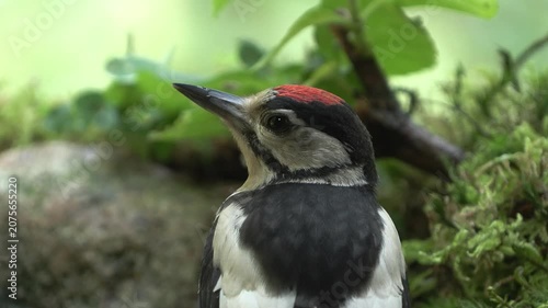 Juvenile Great Spotted Woodpecker Bathing and Drinking in a Forest Water Pool