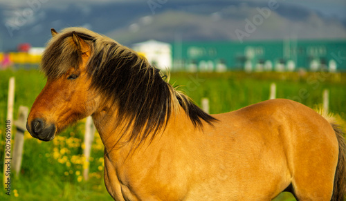 Bild auf Leinwand Profile portrait of an Icelandic horse in a green pasture with dramatic storm cl