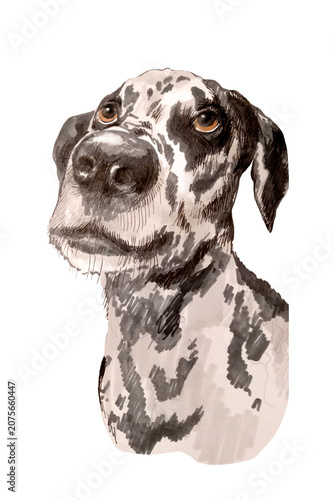 illustration of Great Dane the variety white base coat with irregular black patches