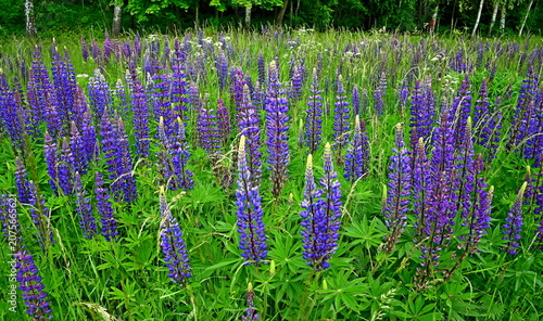 Large leaved lupine
