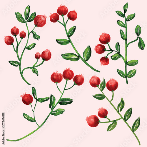 Watercolor Autumn Red Berries and Green Leaves Branch set