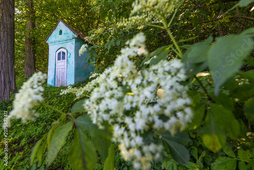 Photography Blooming wild elderberry and a historic chapel in Kurow