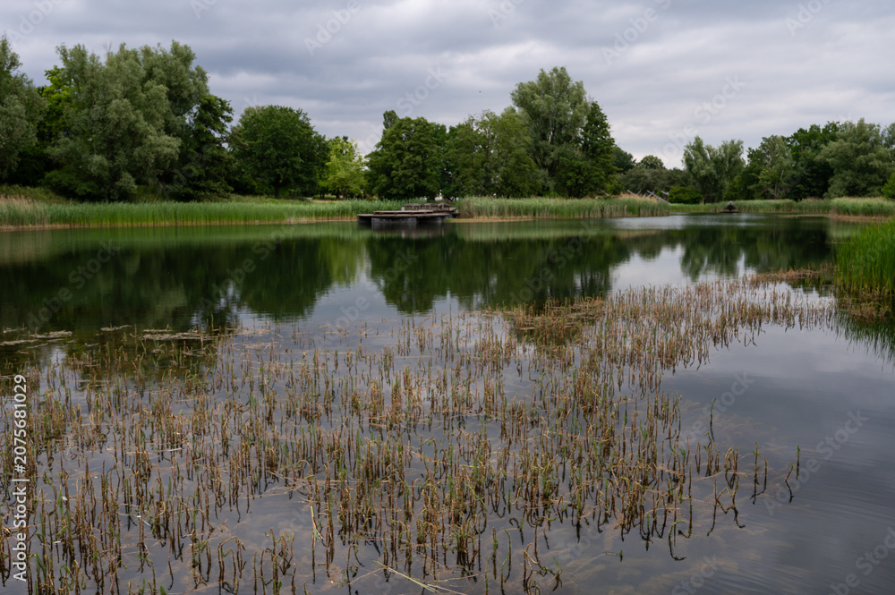 Fototapeta premium Pond reflection with reeds – Britzer Garten, Berlin, Germany