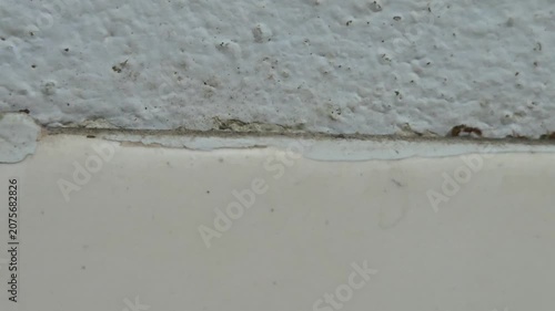 Line of Small Ants Crawling Along a Wall Seam
