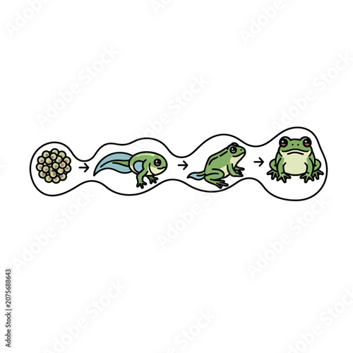 Complete Frog Life Cycle Metamorphosis Stages from Eggs to Adult Vector Illustration
