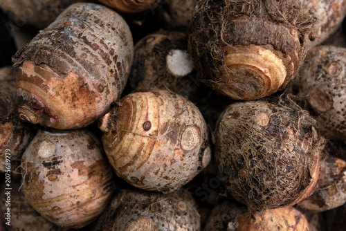 Taro, root vegetable
