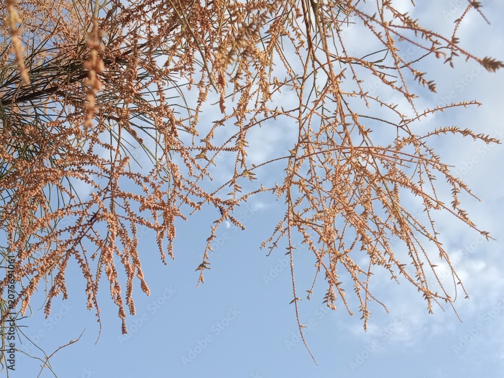 Obraz premium Fresh Tamarix aphylla flowers blooming on delicate branches against a clear blue sky, showcasing the natural beauty of the Athel tamarisk tree in bright daylight with fine botanical detail.