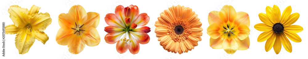 Obraz premium PNG Vibrant floral arrangement display on transparent background